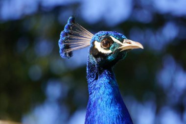 A selective focus shot of a blue peacock face