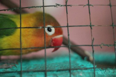 Kuş bakışı üzgün gözlerinden