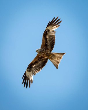 A beautiful view of an eagle in a flight against a blue sky