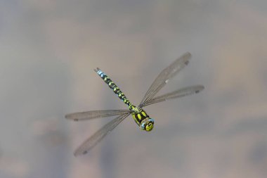 Male Southern Hawker hovers while inspecting its territory. A large, inquisitive hawker dragonfly