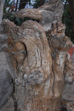 A vertical closeup shot of a tiny tree in a pot  - Bonsai concept
