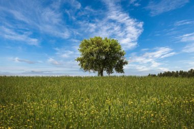 Güneşli bir günde sakin bir kırsal çayır.