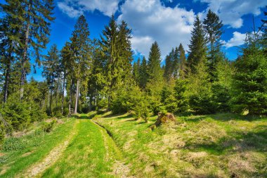 Mavi gökyüzünün altındaki ormandaki yarış pistinin doğal görüntüsü.