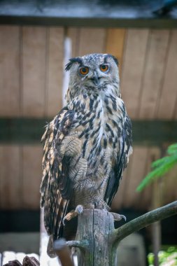 A vertical shot of a big Eurasian eagle-owl sitting on a tree stump with a wooden house in the background