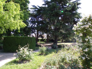 A view of growing trees surrounded by floral bushes in park