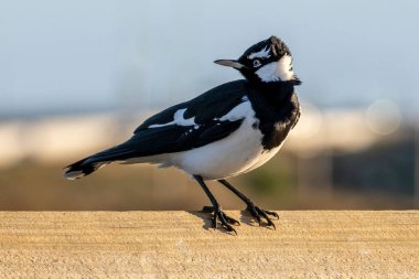 A selective of a African wagtail (Motacilla aguimp) on a wall