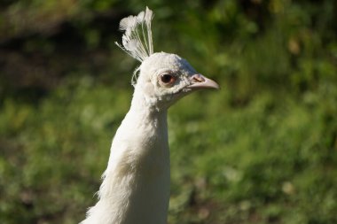 Beyaz Leucistik Hint Tavuskuşu kafasının yakın çekimi.