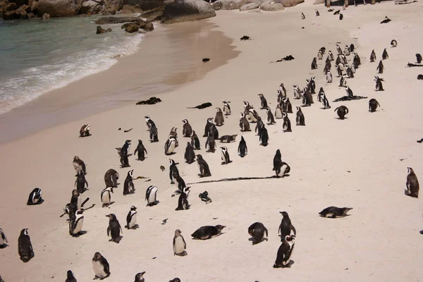 Cute Penguins Enjoying Day Sandy Beach Summer — Stock Photo, Image