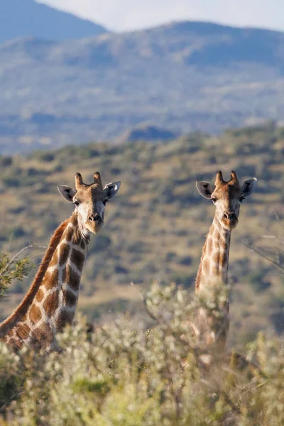 Mother Baby Giraffe African Savanna Namibia Capital City Windhoek — Stockfoto