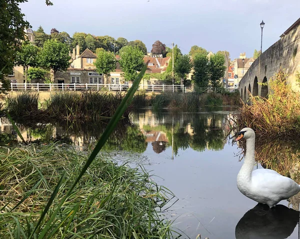 White Swan Standing Water Trees Buildings Background — Stock fotografie