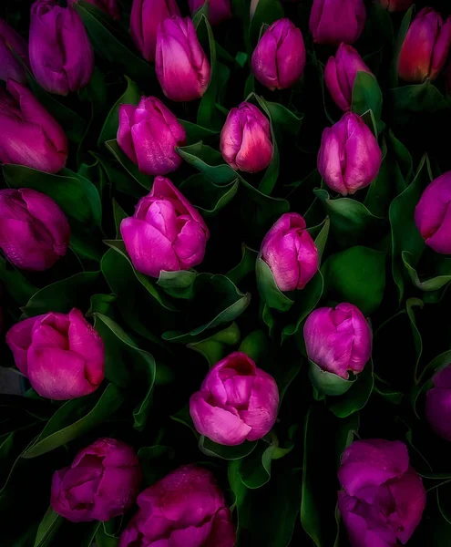 Vertical Shot Purple Tulip Flowers Green Leaves Garden —  Fotos de Stock