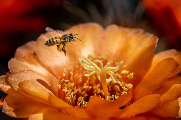 Selective Focus Shot Bee Flying Orange Flowering Plant — Stock Photo, Image