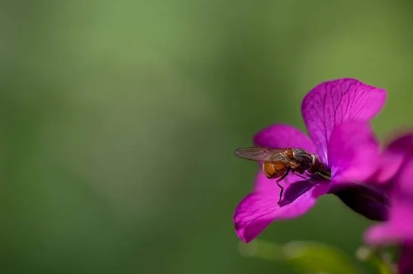 Insect Rhingia Purple Flower Phlox — Stock Photo, Image