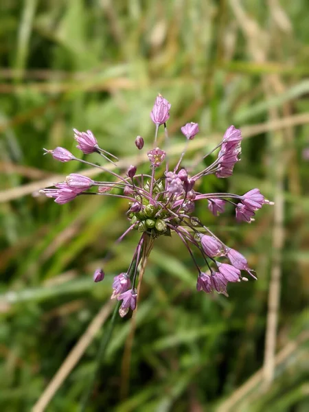 Closeup Shot Beautiful Mountain Garlic Allium Lusitanicum Plant Blooming Field — Stock Photo, Image