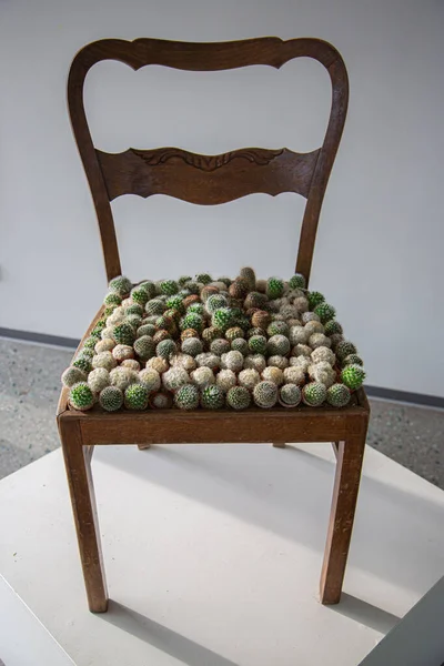 Closeup Shot Wooden Chair Composed Cacti — Stock Photo, Image