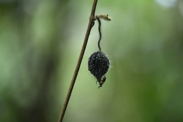 森の熱帯植物の選択的フォーカスショット — ストック写真