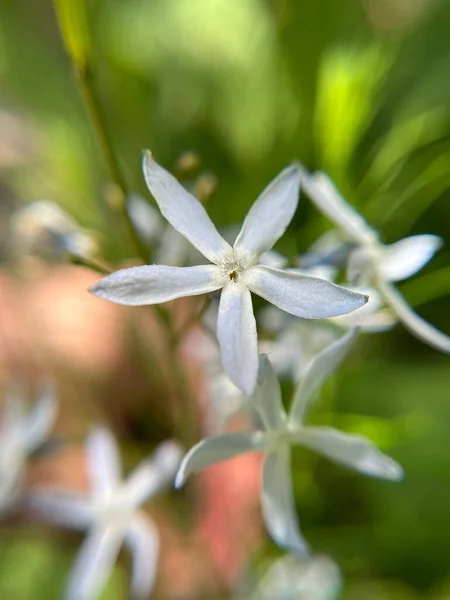 Селективный Снимок Сапонарии Лекарственного Белого Цветка — стоковое фото