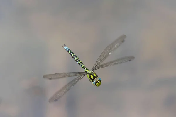 Male Southern Hawker Hovers While Inspecting Its Territory Large Inquisitive — Stock Photo, Image