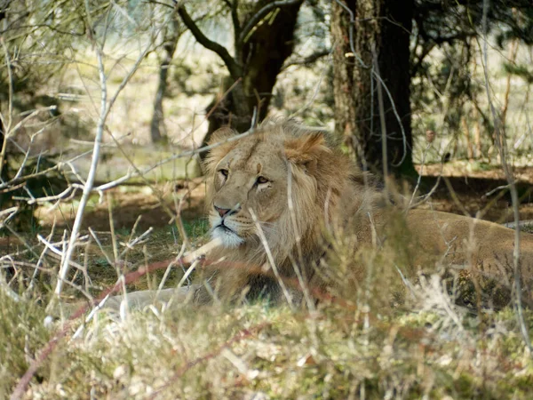Closeup Shot Lion Lying Trees Looking Away — Stock Photo, Image