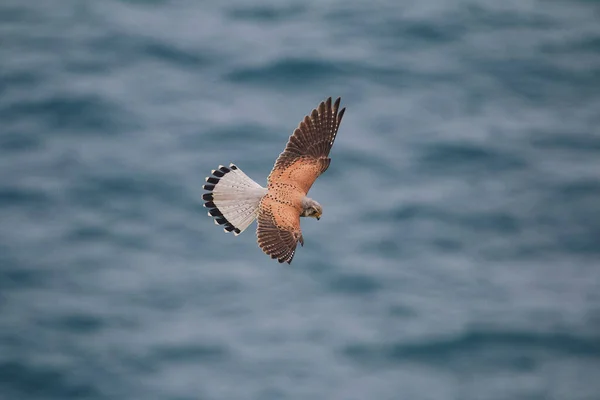 Closeup Common Kestrel Falco Tinnunculus Flying Blue Sea Shallow Focus — Stock Photo, Image