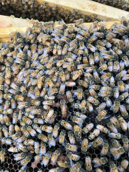 Vertical Closeup Shot Buckfast Bees Bee Colony — Stock Photo, Image