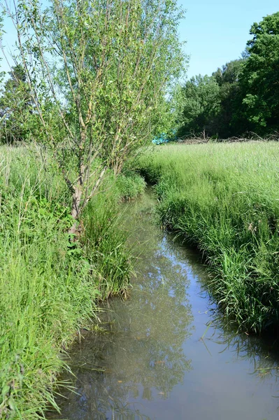 Vertical Shot Small River Surrounded Greenery — Stock Photo, Image