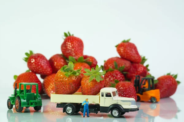 Camionero Para Frente Camión Cargado Fresas Más Fresas Tractor Carretilla —  Fotos de Stock