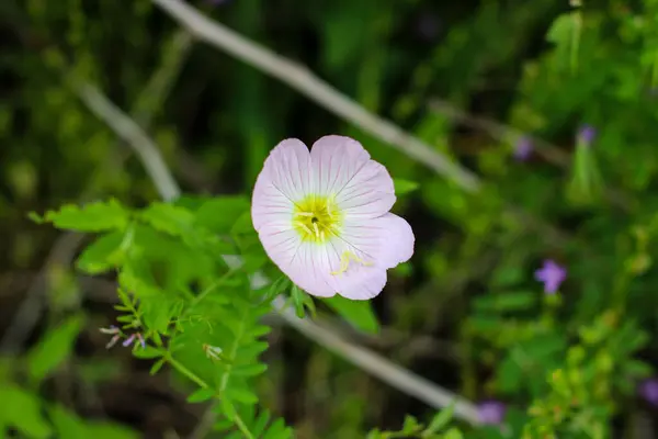 Scenic View Primrose Flower Green Leaves Blurred Background —  Fotos de Stock