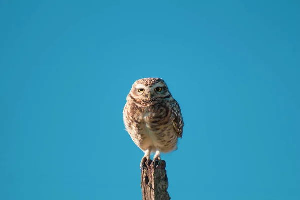 青い空を背景にした木の棒の上にかわいいフクロウのクローズアップ — ストック写真