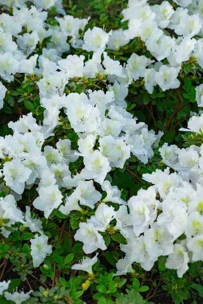 花园里种着美丽的白色杜鹃花 — 图库照片