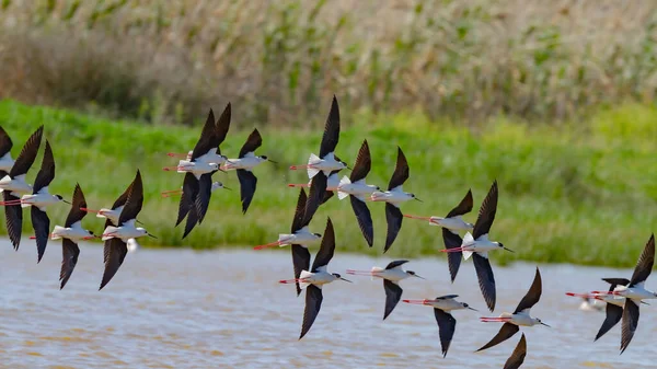 Flock Black Winged Stilts Himantopus Himantopus Flying Lagoon Donana National — Stock Photo, Image