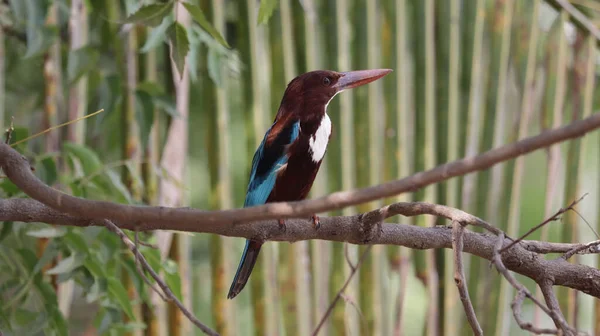Beautiful White Throated Kingfisher Perched Tree Branch Blurred Background — Stock Photo, Image