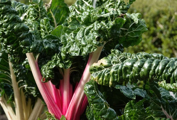 Closeup Shot Bunch Swiss Chard — Stock fotografie