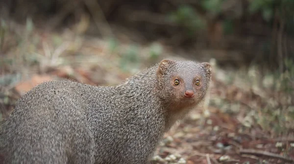 A closeup portrait of an Indian grey mongoose looking directly in a curious manner