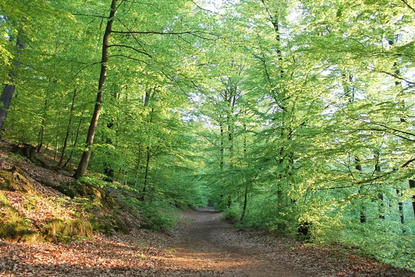美丽的夏季风景 森林里的小径环绕着绿色的植被 — 图库照片