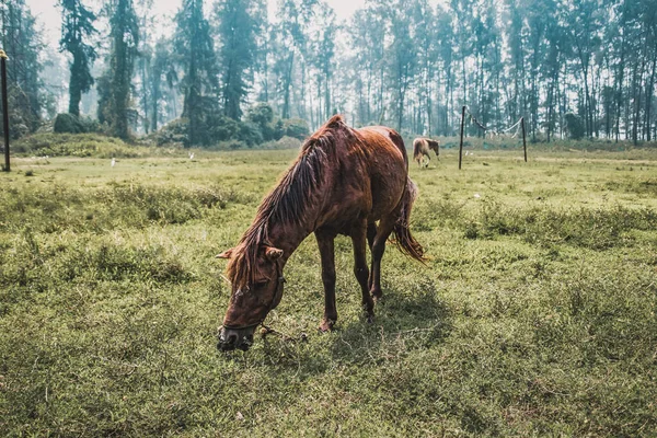 Closeup Shot Brown Domestic Horse Grazing Field — Stock Photo, Image