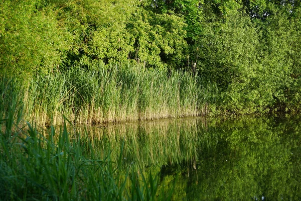 Gölü yansıtan yeşil bitki ve ağaçların güzel bir görüntüsü.