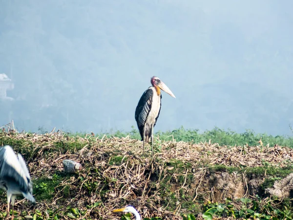 Selective Focus Shot Leptoptilos Bird Perched Meadow — Stock Photo, Image
