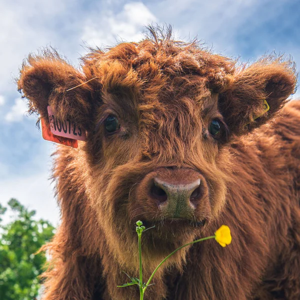 Portrait Adorable Brown Scottish Highland Cow Calf Grazing Farmland — Stockfoto