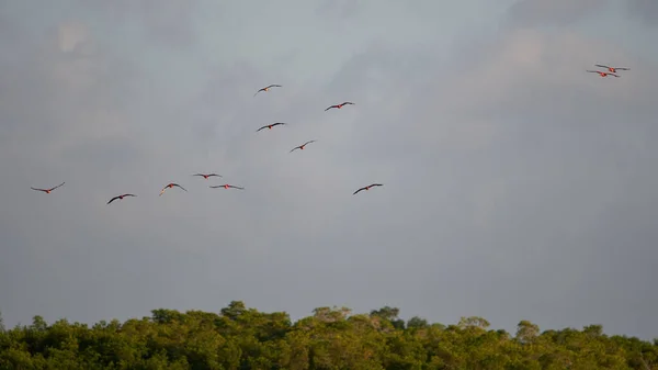 Açık Mavi Bir Arkaplanda Uçarken Güzel Bir Kızılcık Görüntüsü — Stok fotoğraf