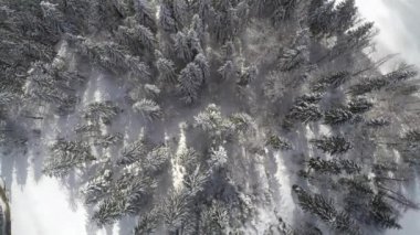 Kışın ormandaki Spruces 'in havadan görünüşü.