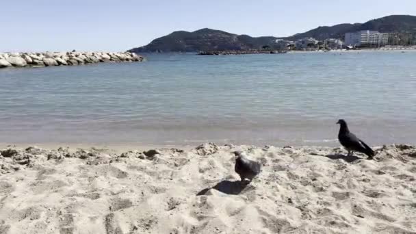 Zwei Tauben Strand Einem Sonnigen Tag Keine Menschen Wellen Blauer — Stockvideo