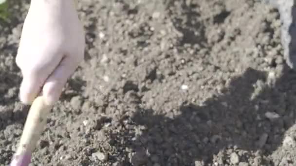 Man Ploughing Soil Getting Ready Eco Gardening — Video