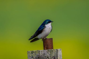 A closeup of the tree swallow, Tachycineta bicolor perched against the bright green background.