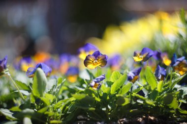 A closeup of Viola tricolor, wild pansy in the garden. Shallow focus.