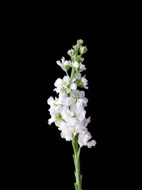 Mor dekoratif çiçeklerin dikey çekimi koyu bir arkaplanda izole edilmiş.