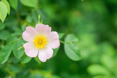 Bulanık arkaplanda pembe bir gülün yakın plan çekimi.