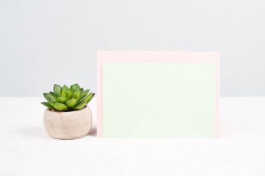 Cactus in a pot on a pastel colored background, minimalistic decoration, plant at the desk, copy space for text, modern home
