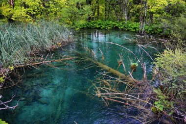 A beautiful view of a small lake with dry branches of trees