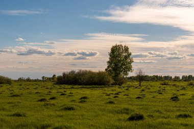 A Beautiful landscape of green grass with trees and plants against a blue cloudy sky